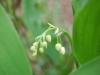 DSC_0064.jpg