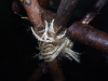 tandstickor_knopar_surrning_20